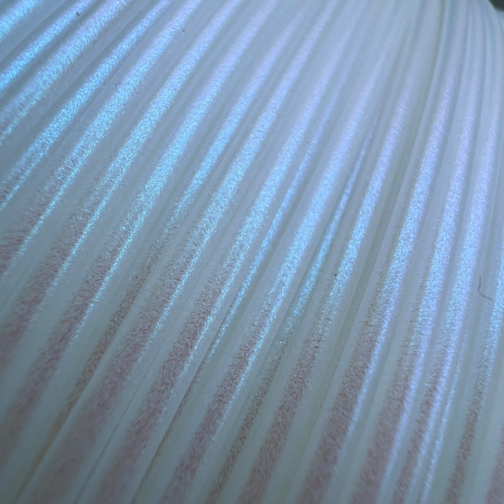 Cookiecad Blue Pearl PLA filament close-up – pearlescent blue surface detail